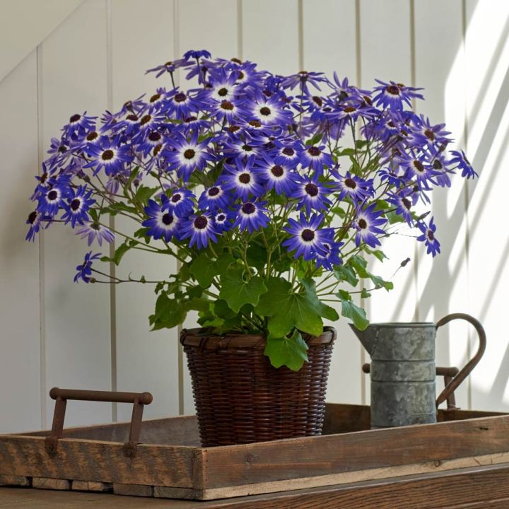 20%20Plus%20Seeds%20Of%20Mix%20Cinenaria%20-%20Flower%20Seeds%20For%20Planting%20(Loose%20Packet)%20-%20Image%203