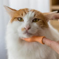 2Pcs Funny Mini Hands Finger Small Hand Tease the Cat Pet Toy. 
