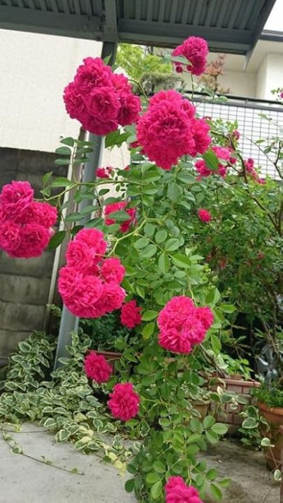 5+%20Loose%20Packed%20Excellent%20Quality%20Climbing%20Fragrant%20Rose%20Flower%20Seed%20For%20Nepal%20(Can%20Grow%20All%20Over%20Nepal)%20-%20Image%209