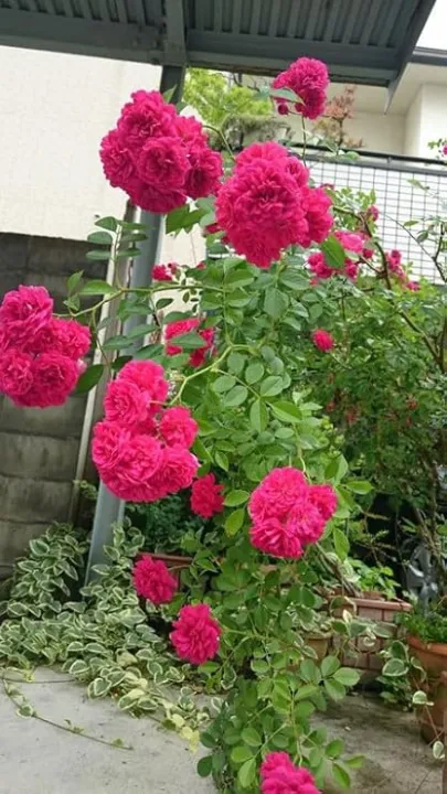 10+%20Loose%20Packed%20Excellent%20Quality%20Climbing%20Fragrant%20Rose%20Flower%20Seed%20For%20Nepal%20(Can%20Grow%20All%20Over%20Nepal)%20-%20Image%209