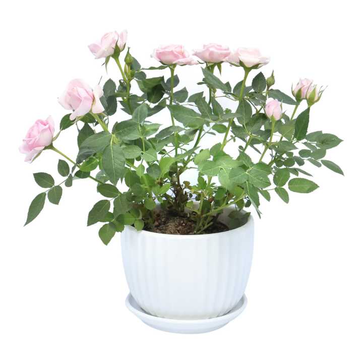 Rose With White Pot Indoor Plant Natural Plant