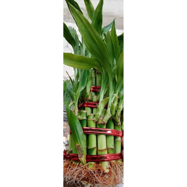 Lucky%20Bamboo%20Bunch%20%20%E2%80%93%20Original%20Plant%20for%20indoor%20%E2%80%93%20Imported%20plant%20-%20Image%203