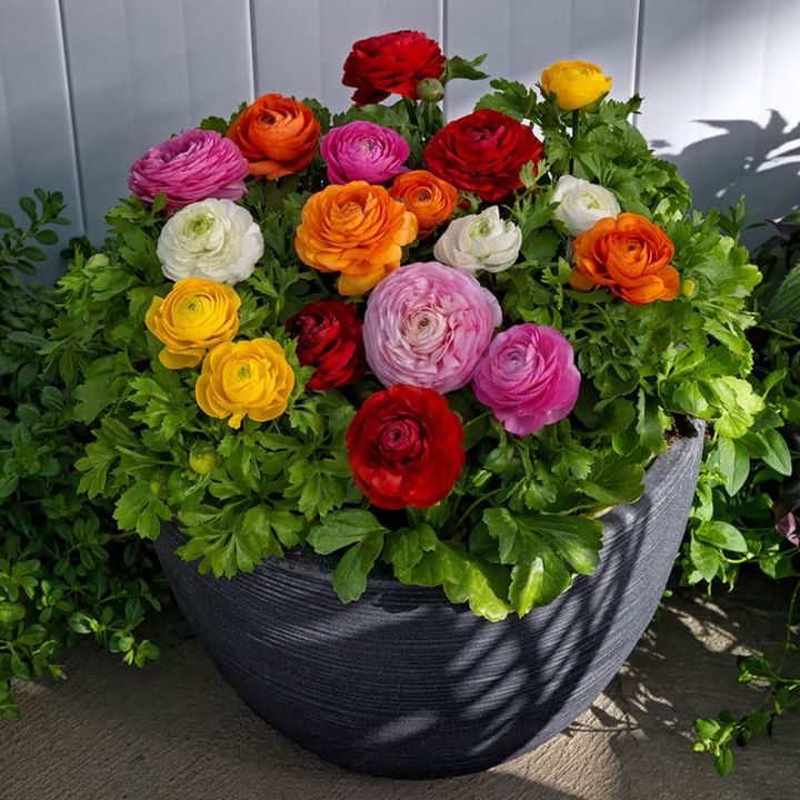Ranunculus%20Asiaticus%20Mache%20Mix,10%20Seeds,%20Persian%20Buttercups,%20-%20Image%202