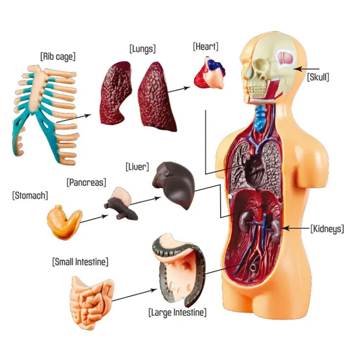 3D%20Removable%20Anatomical%20Human%20Torso%20Body%20Model%20for%20Education%20Toy%20Human%20Body%20Structure%20Teaching%20for%20Child%20Kid%20Student%20-%20Image%205