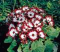 Cineraria Flower Mixed 20 Seeds For Balcony And Garden. 