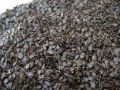 Ban Silam ( Himalayan Mint ) Seed -500Gm. 