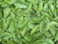 Chaumase Bean Simi Seeds - Semphali Improved Vegetable Seeds. 