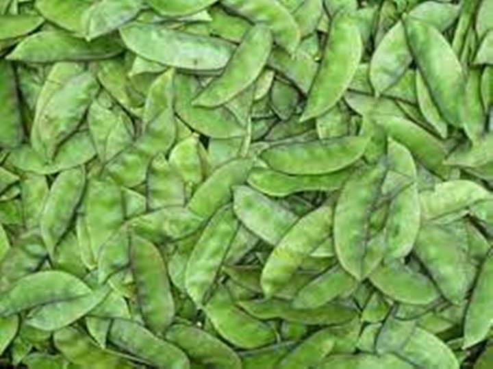 Chaumase Bean Simi Seeds - Semphali Improved Vegetable Seeds