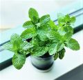 Mint Seeds Pudina Herb Seeds Mint Herb Seeds Peppermint 20 Plus Seeds Loose Pack. 