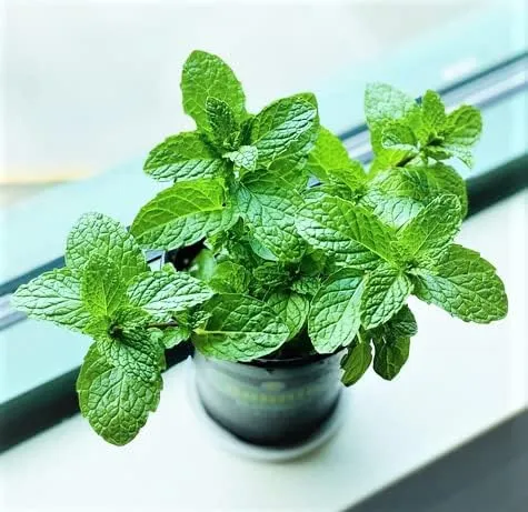 Mint%20Seeds%20Pudina%20Herb%20Seeds%20Mint%20Herb%20Seeds%20Peppermint%2020%20Plus%20Seeds%20Loose%20Pack%20-%20Image%202
