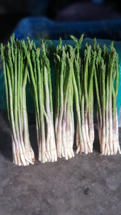 1%20Packet%20Asparagus(Kurilo)%20Loose%20Seeds(30-50%20Seeds)%20-%20Best%20For%20Kitchen%20-%20Image%203