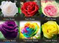 6 Types Of Rose Flower Seeds - 20 Plus Rose Seeds. 