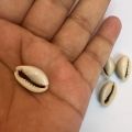 Cowrie Shells For DIY Crafts Jewelry Making. 20 Pieces. 