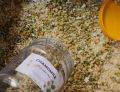 Chamomile tea (Flowers only) Available in 40gm & 100gm. 