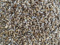 Milk Thistle Seeds 200gm. 