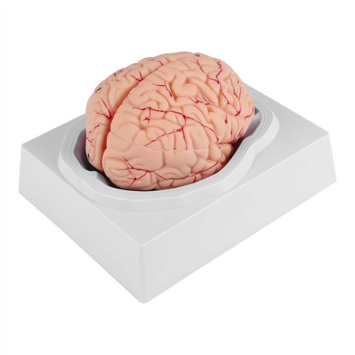 Human Brain,Life Size Human Brain Anatomy Model with Display Base, for ...