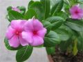 20+ Loose Packed Seed Of Vinca Rosea Dwarf Mixed Flower, Excellent Quality Seed Can Grow All Over Nepal. 