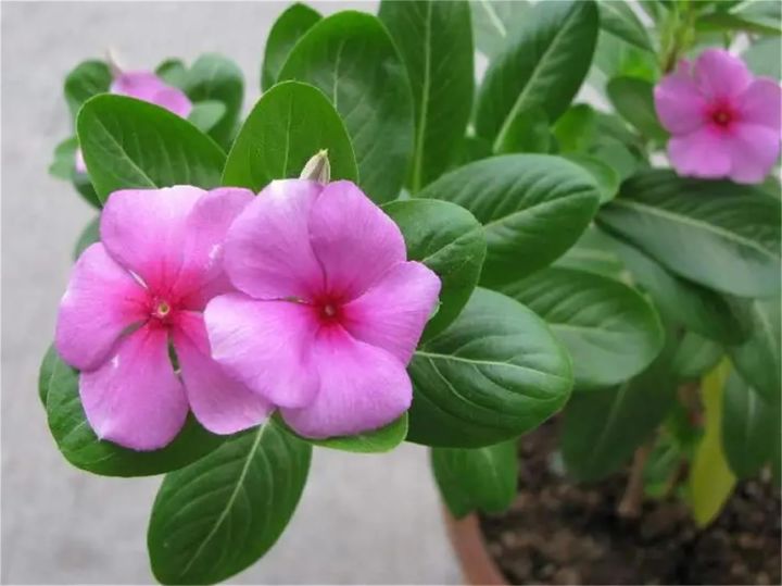 20+%20Loose%20Packed%20Seed%20Of%20Vinca%20Rosea%20Dwarf%20Mixed%20Flower,%20Excellent%20Quality%20Seed%20Can%20Grow%20All%20Over%20Nepal%20-%20Image%205