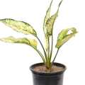 Aglonima Snow white Indoor Plant | For Home Décor | Decorative Plant. 