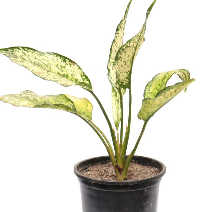 Aglonima%20Snow%20white%20Indoor%20Plant%20%7C%20For%20Home%20D%C3%A9cor%20%7C%20Decorative%20Plant%20-%20Image%204
