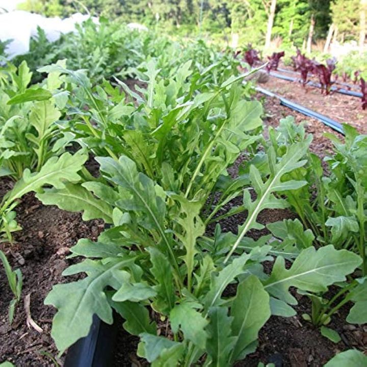 20+%20Loose%20Packed%20Seeds%20/Arugula/Rucola%20Leaves%20Herb%20Herb%20Seeds%20Kitchen%20Garden%20Packet%20-%20Image%202