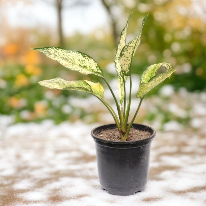 Aglonima%20Snow%20white%20Indoor%20Plant%20%7C%20For%20Home%20D%C3%A9cor%20%7C%20Decorative%20Plant%20-%20Image%205
