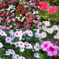 20+ Loose Packed Seed Of Vinca Rosea Dwarf Mixed Flower, Excellent Quality Seed Can Grow All Over Nepal. 