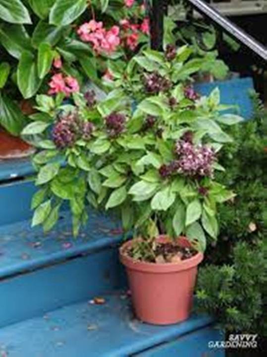 1 Packet Sweet Scented Basil Seeds 100 Plus Seeds