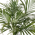 Areca Palm(Small), Green Tree, Outdoor Plant. 
