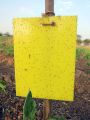 Yellow/Blue Sticky Trap To Control Flying Insects, Both Sided, A5 size, 15 x 20 cm. 