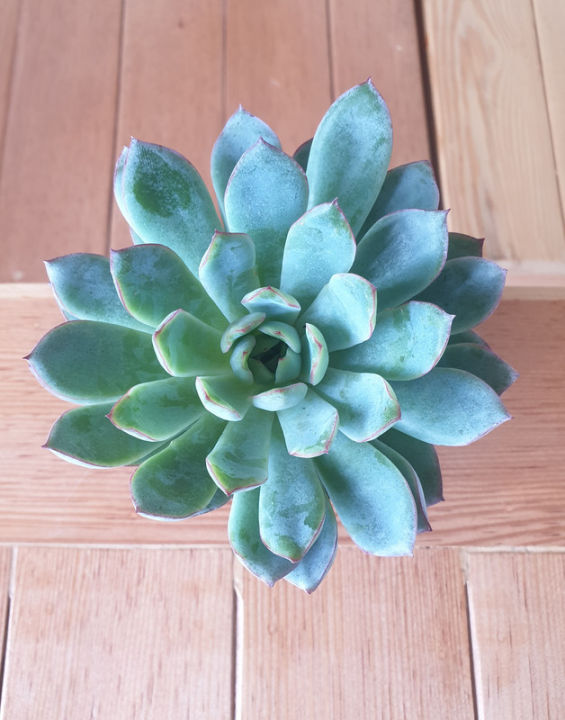 Succulent%20Plant%20For%20Indoor%20and%20Outdoor%20Decoration,%20Home%20and%20Garden%20Decoration,%20Restaurants%20and%20Office%20Decoration%20Plant,%20Natural%20Plant,%20Gifts%20-%20Image%204