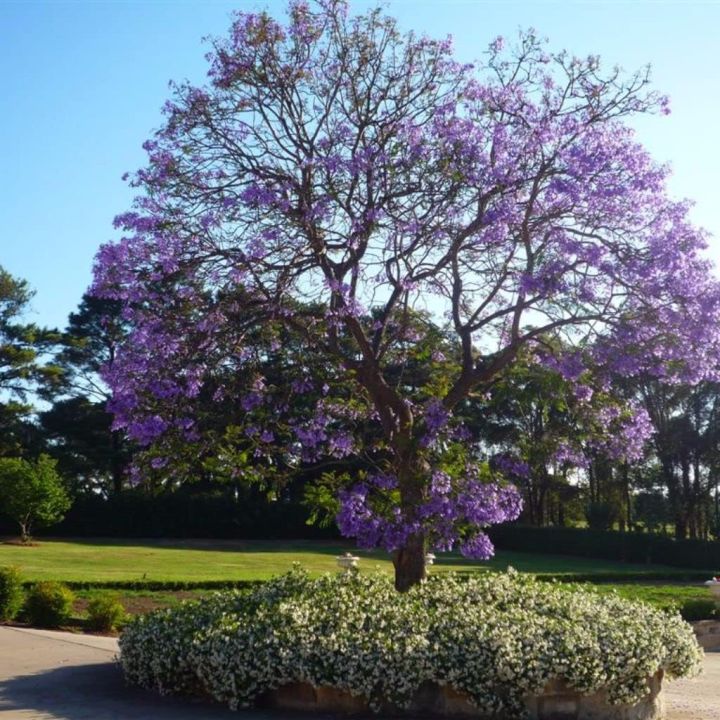Birendra%20Ful%20Jacaranda%20Seeds%20(Jacaranda%20mimosifolia)%20Packet%20of%2010%20Seeds%20-%20Image%204