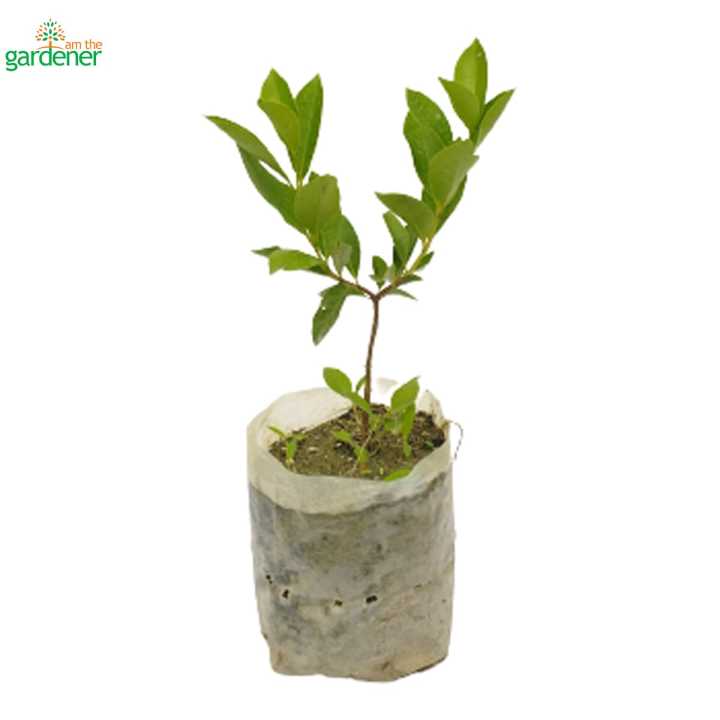 I%20Am%20The%20Gardener%20Strawberry%20Amba%20Fruit,%20Outdoor%20Plant,%20Green%20Plant%20-%20Image%202