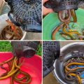 10 Holes Catch Loach Lobster Yellow Eel Cage Mixed Fish Crayfish Catcher Outdoor Fishing Net Cage Plastic Shrimp Trap Cage. 