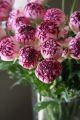 Japanese Ranunculus Flower Seeds For Your Home & Garden pack of 20 to 30 seeds (green with pink). 