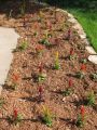 Celosia Plumosa Glorious Red and Mixed Flower 20 Seeds For Garden, Balcony and Bardali. 