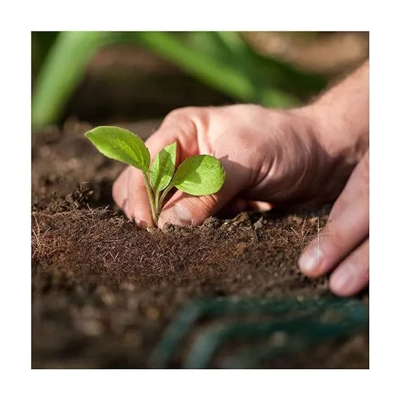 Mint%20Seeds%20Pudina%20Herb%20Seeds%20Mint%20Herb%20Seeds%20Peppermint%2020%20Plus%20Seeds%20Loose%20Pack%20-%20Image%204