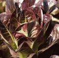 Romaine Red Lettuce Seeds For Planting | Best Kitchen Garden Gift | Comes in Loose Pack (10+ Seeds) | Fresh & New Seeds. 