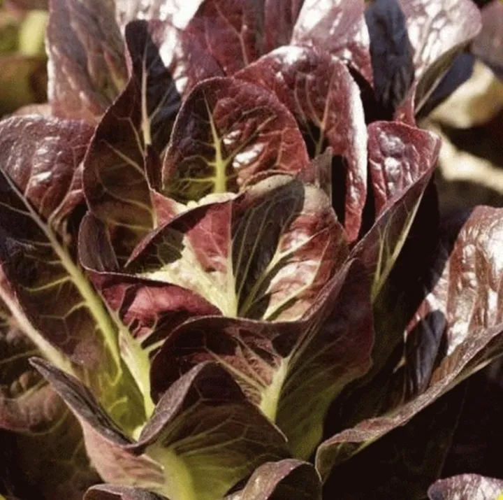 Romaine%20Red%20Lettuce%20Seeds%20For%20Planting%20%7C%20Best%20Kitchen%20Garden%20Gift%20%7C%20Comes%20in%20Loose%20Pack%20(10+%20Seeds)%20%7C%20Fresh%20&%20New%20Seeds%20-%20Image%203