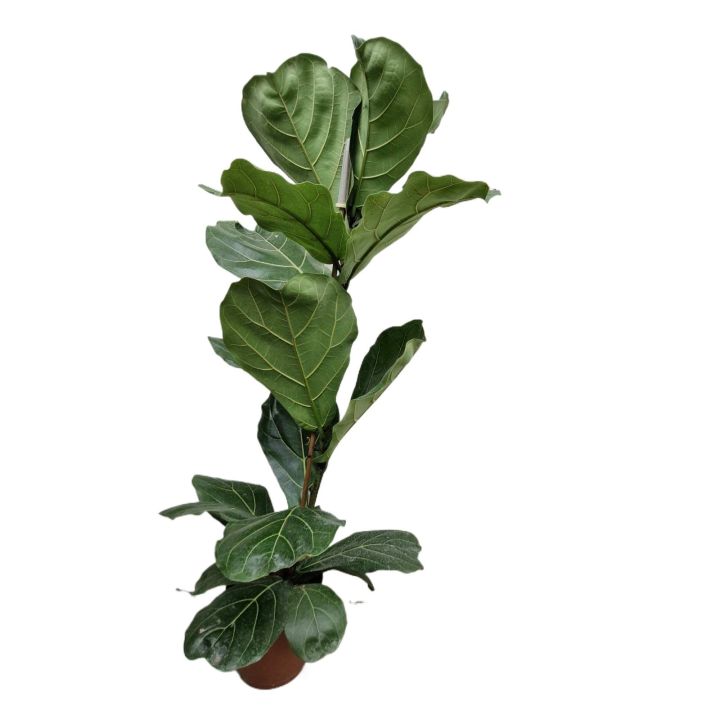 Ficus Lyrata Big, Indoor Plant, Green Plant
