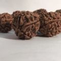 Original Nepali 5 Mukhi Rudraksha For Puja 1 kg. 