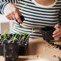 NAMUNY 10 Pack Seed Tray, 72 Cell Seedling Trays with Drain Holes, Reusable Seed Kit, Mini Propagator Plant. 