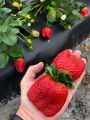GreenCaart Sweet Red Giant Strawberry Big Size Thai Variety Healthy Live Plant 20+ Seed. 
