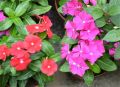 20+ Loose Packed Seed Of Vinca Rosea Dwarf Mixed Flower, Excellent Quality Seed Can Grow All Over Nepal. 