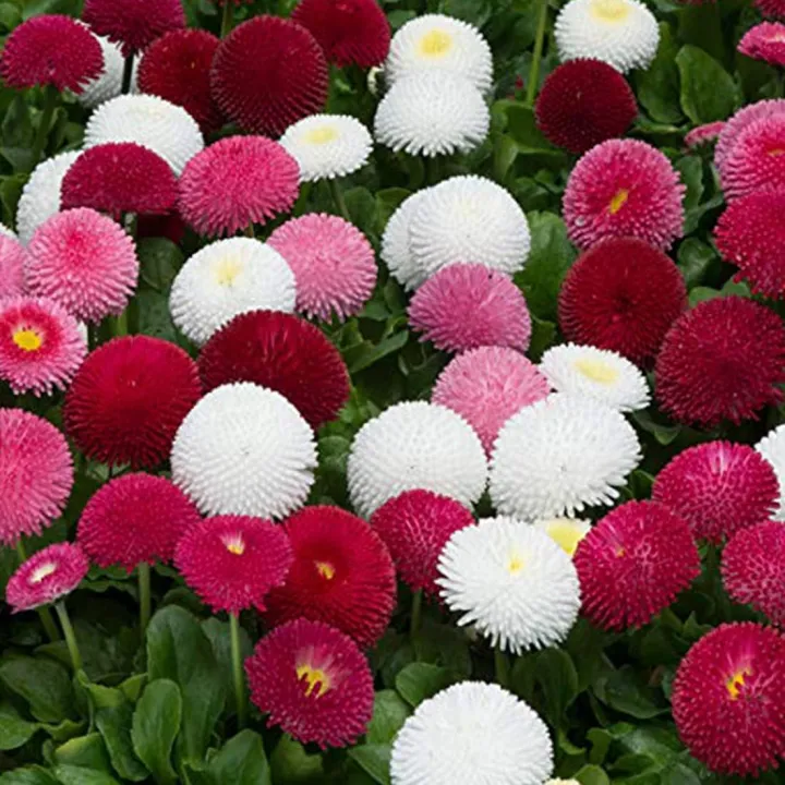 20+%20Loose%20Packed%20Seed%20Of%20Daisy-Monstrosa%20Double%20Mix%20Flower,%20Excellent%20Quality%20Seed%20Can%20Grow%20All%20Over%20Nepal%20-%20Image%202