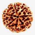 7 Mukhi Rudraksha Real Seven Face Rudraksha. 