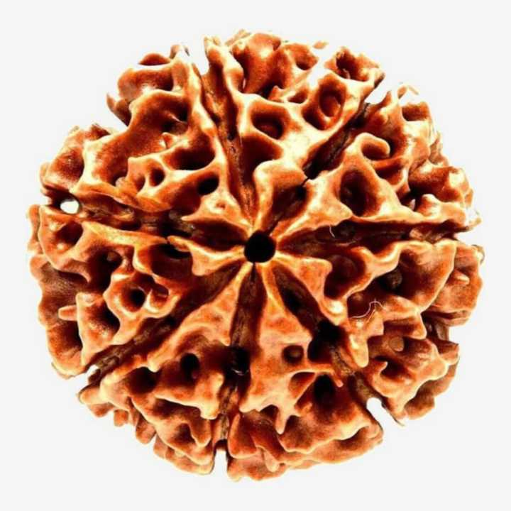 7 Mukhi Rudraksha Real Seven Face Rudraksha