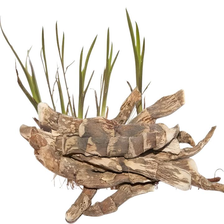 Bojho%20Root%20powder%20%7C%20Acorus%20calamus%20powder%7C%20Vacha%20powder%20%7C%20Vach%20Root%20Powder%20%7C%20Bach%20Root%20Powder%20%7C%20Sweet%20flag%20powder,%20100g%20-%20Image%202