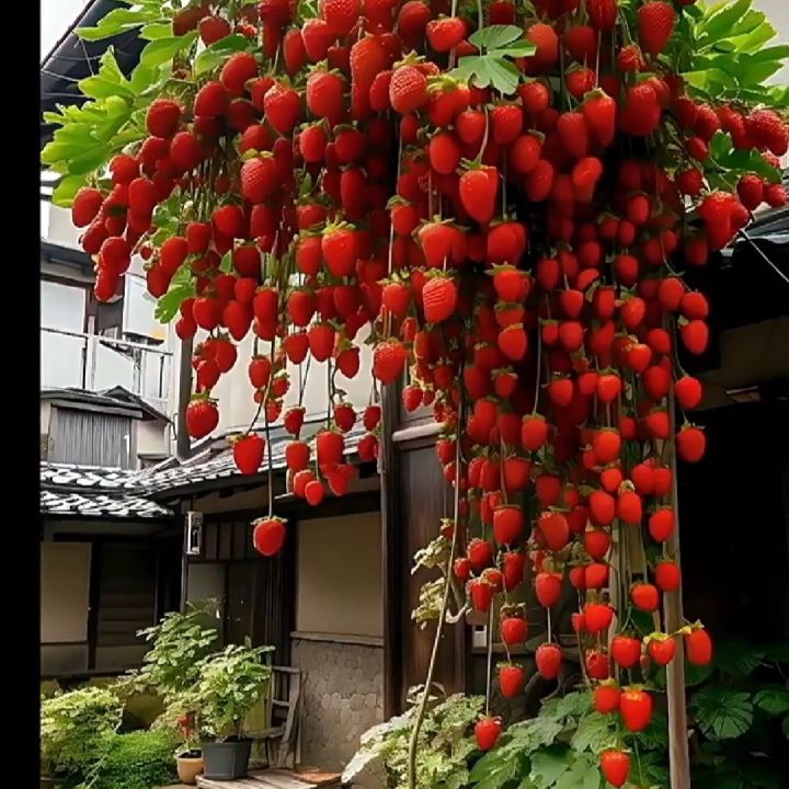Cream Strawberry Seeds Potted AllSeason Results Balcony Planting Seed