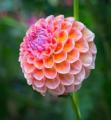 Gardening Dahlia Mixed Colours Flower Seed (One Packet Omaxe). 